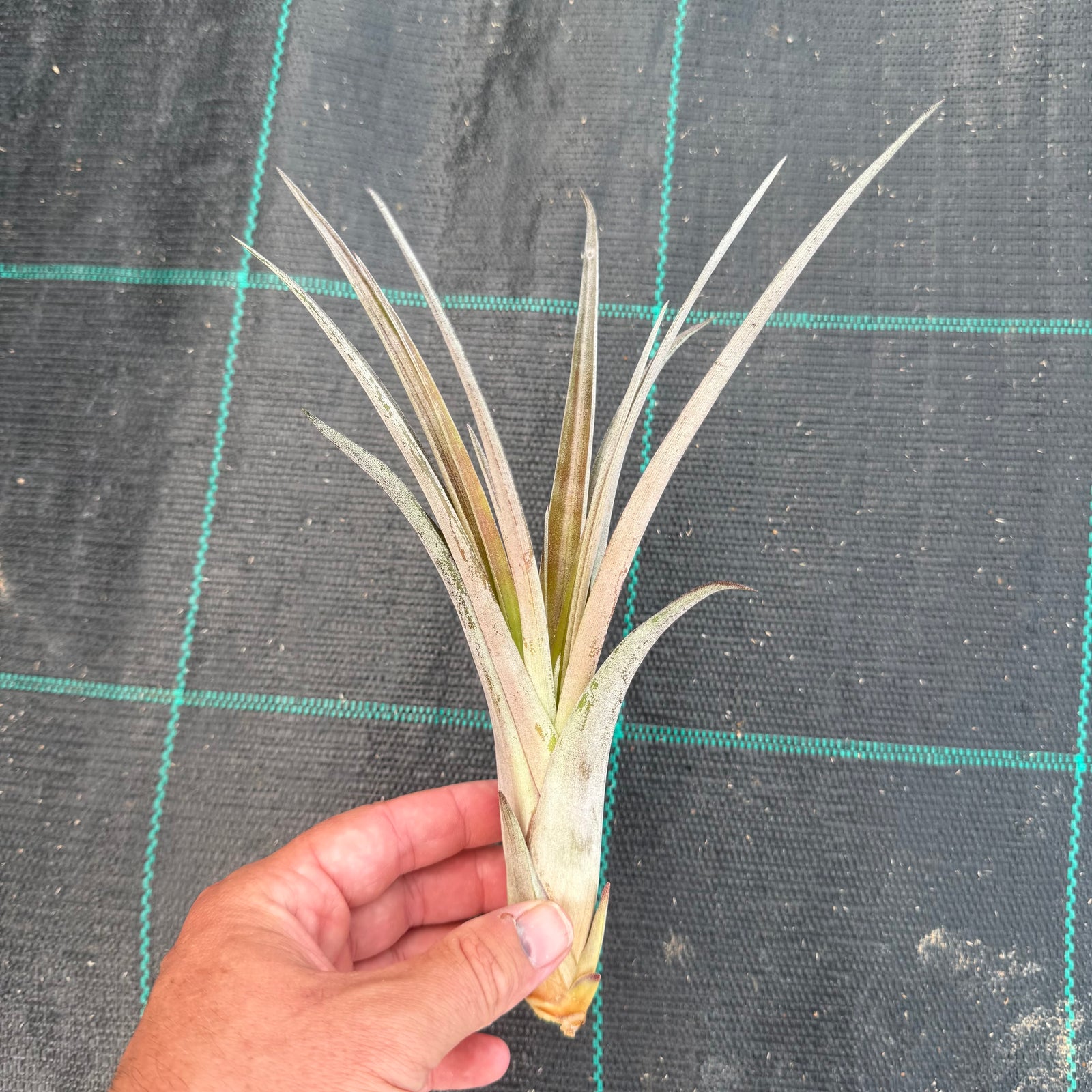 Tillandsia - paraisoensis ex. PT