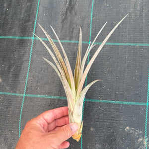 Tillandsia - paraisoensis ex. PT