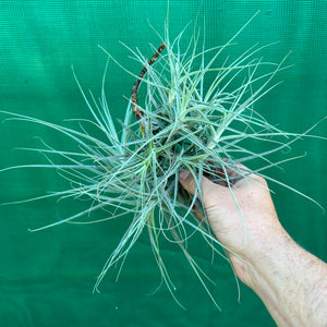 Tillandsia - caerulea x straminea ex. PT (Fragrant) NEW