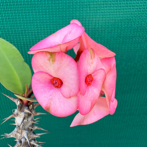 Poysean - Euphorbia Siam Hybrid ‘TubTim-Siam’ NEW