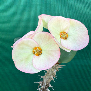 Poysean - Euphorbia P037