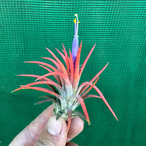 Tillandsia - ionantha ex. BD