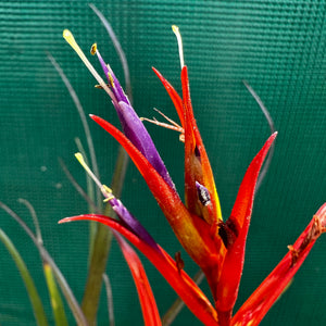 Tillandsia - chlorophylla