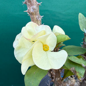 Poysean - Euphorbia milii ‘Giant Cream’ NEW