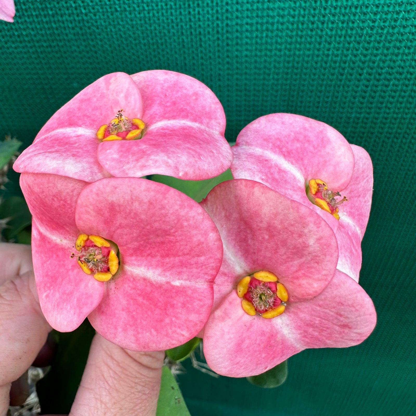 Poysean - Euphorbia milii P005