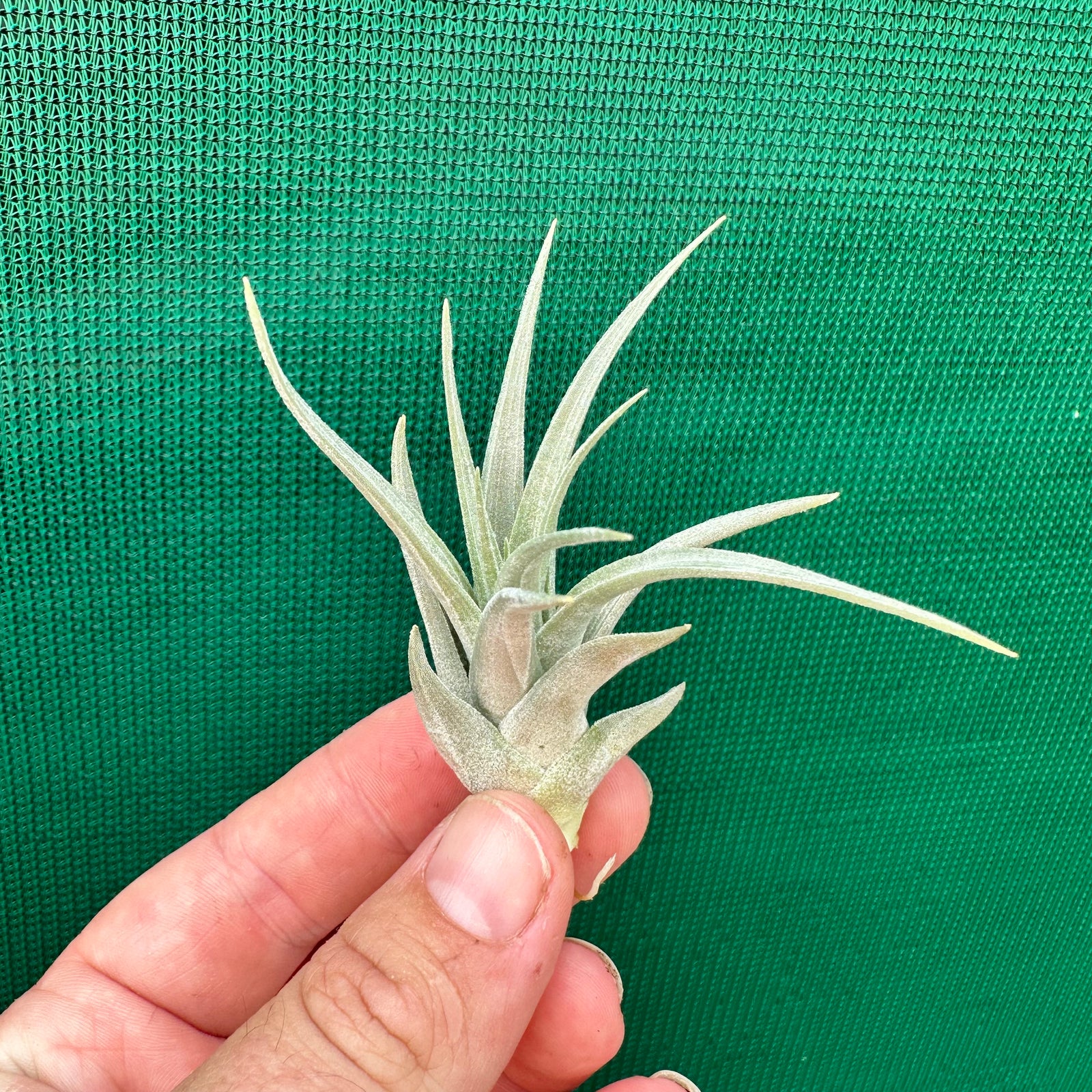 Tillandsia - Cherry Gem ex. BG