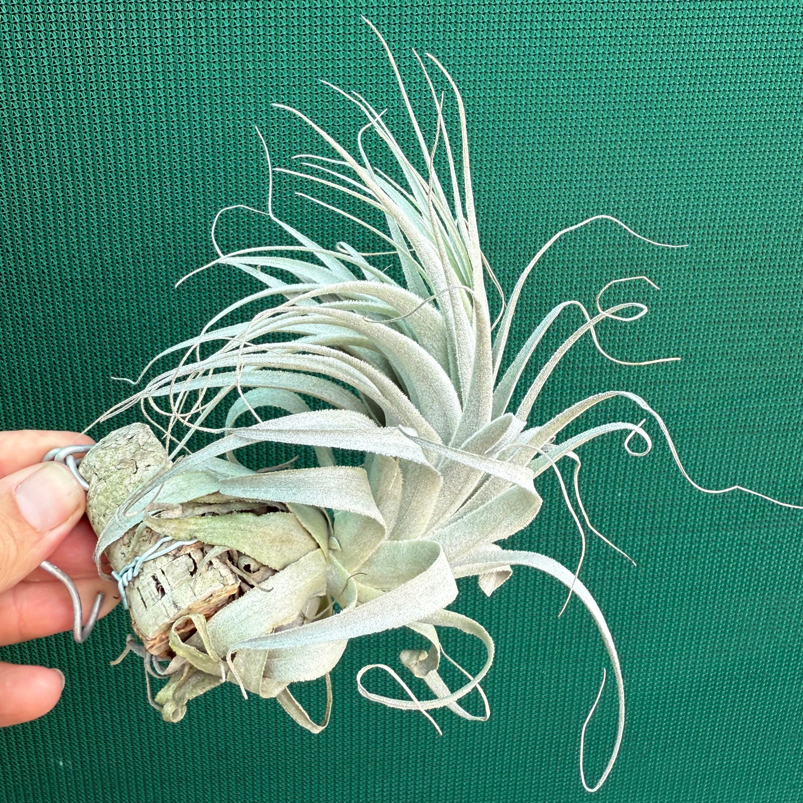 Tillandsia - chapeuensis