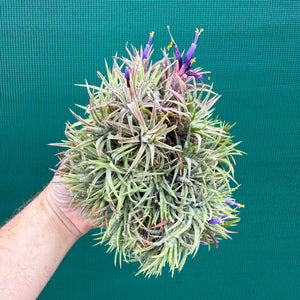 Tillandsia ionantha ‘BOE750’ (Mature Clump) NEW