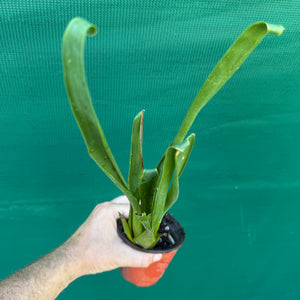 Tillandsia / Racinea dyeriana NEW