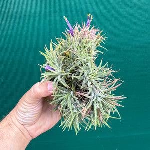 Tillandsia ionantha ‘BOE750’ (Mature Clump) NEW