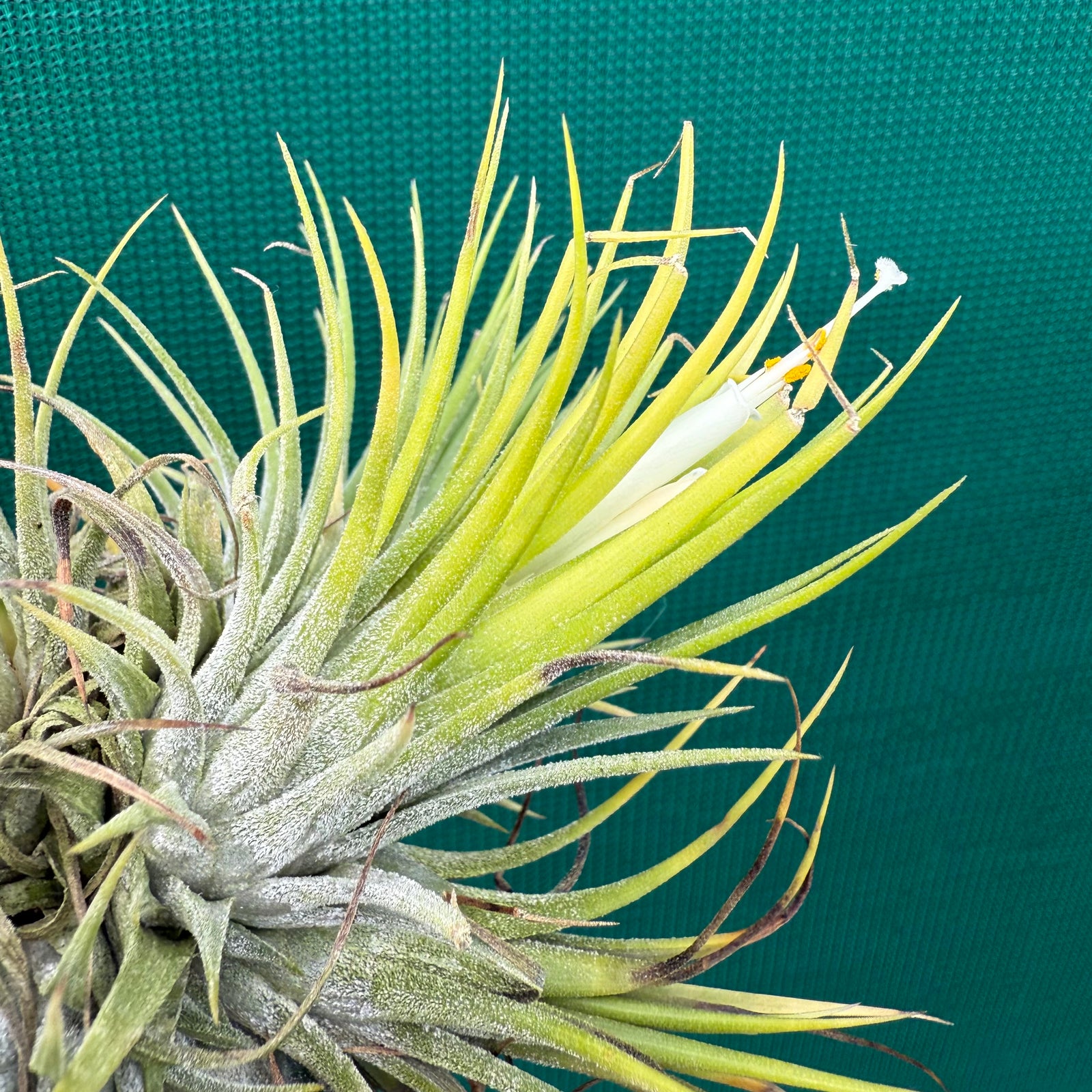 Tillandsia - ionantha 'White Knight' ex. Holm NEW