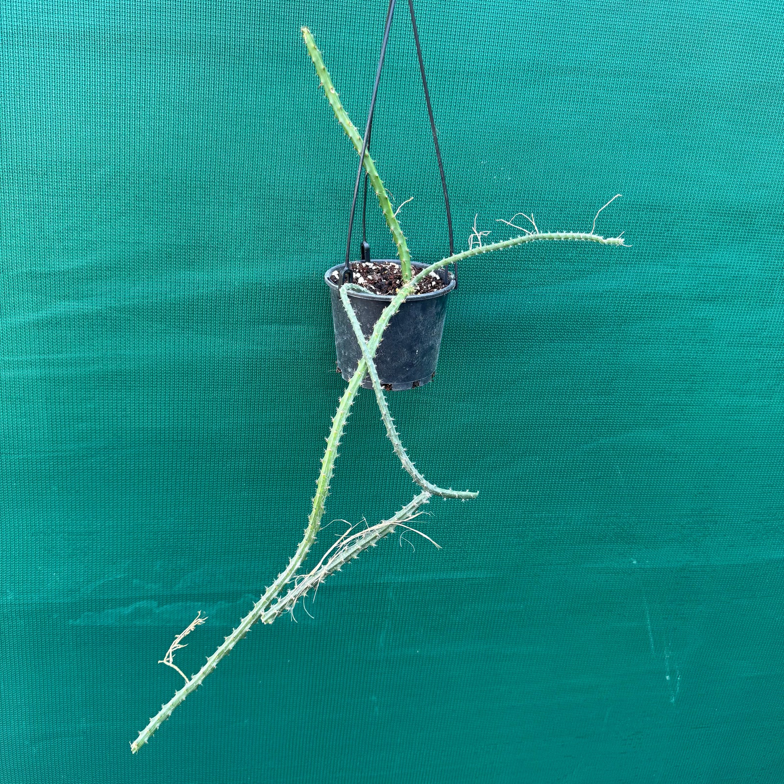 Selenicereus pteranthus EP18