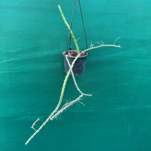 Selenicereus pteranthus EP18