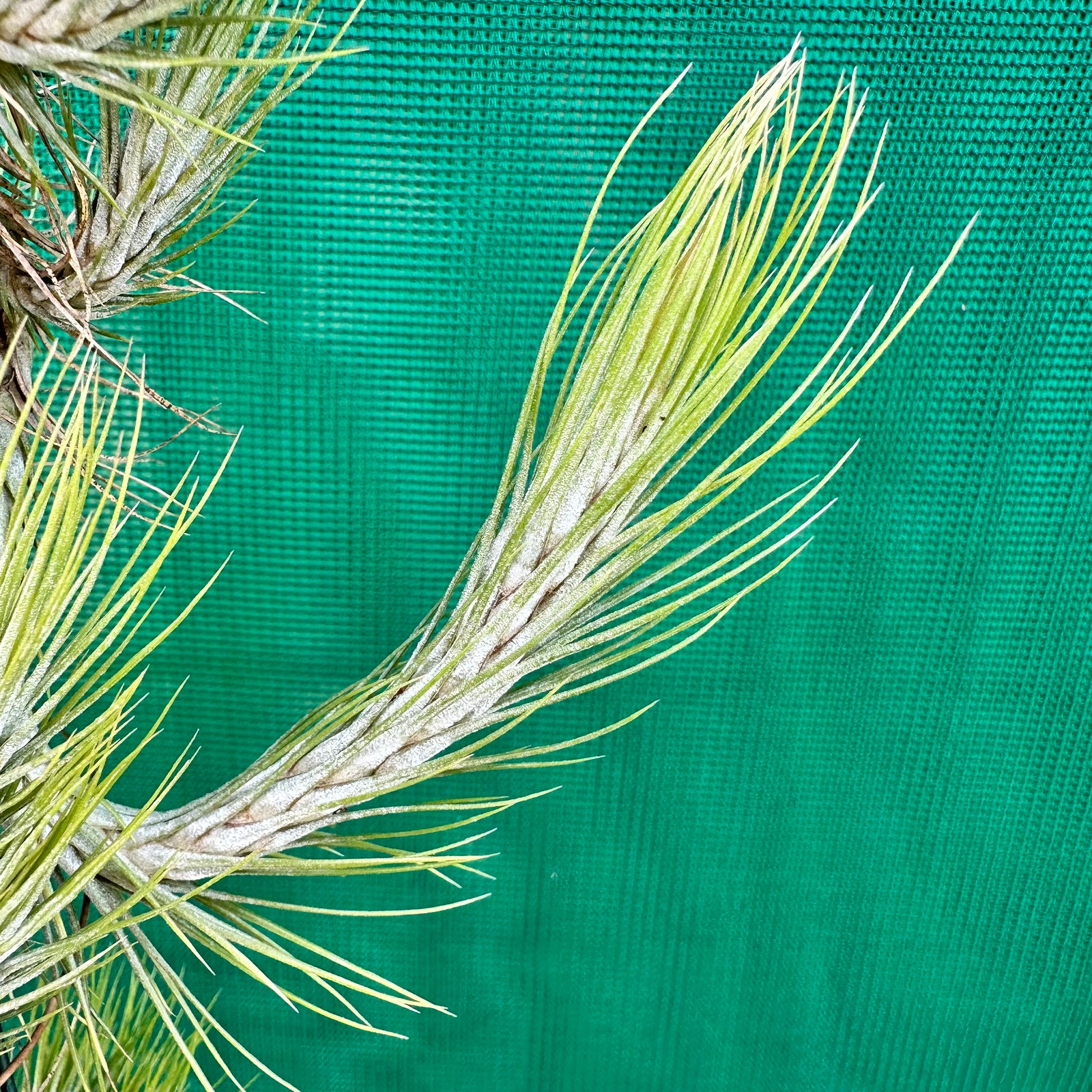Tillandsia - funckiana ‘Very Strict Form’ ex. PT