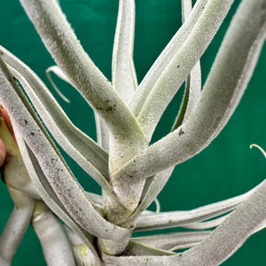 Tillandsia - Zik Zak ex. CL NEW