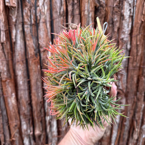 Tillandsia ionantha ‘Tall Orange’ (Mature Clump)