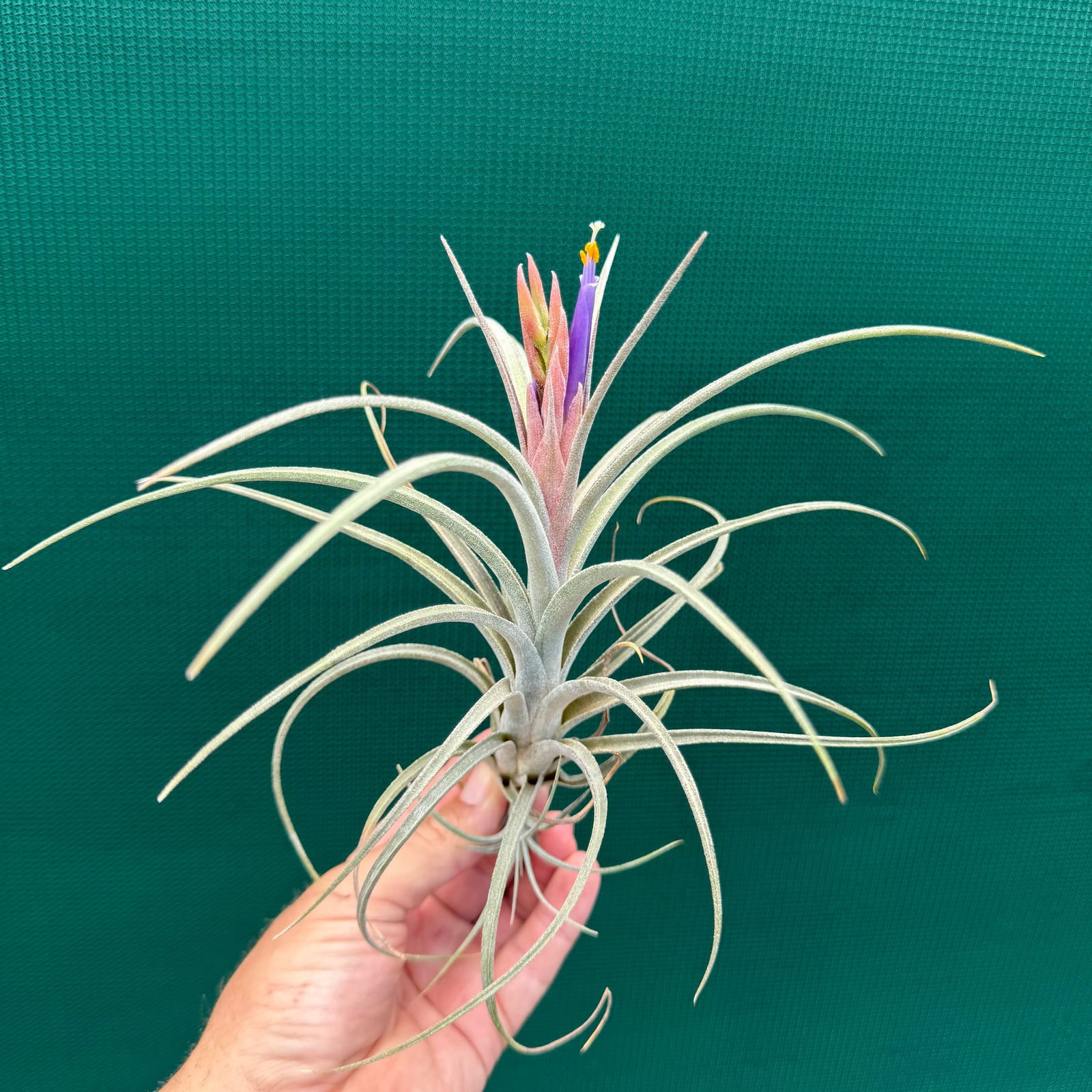 Tillandsia - Borumba