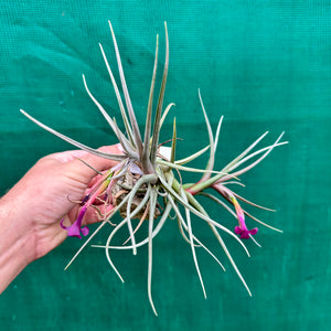 Tillandsia - Mystic Burgundy