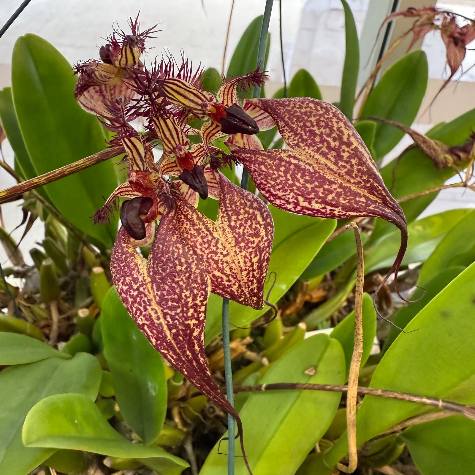 Orchid - Bulbophyllum rothschildianum