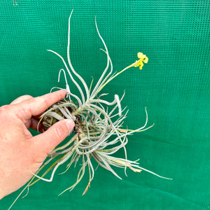 Tillandsia - streptocarpa x crocata (Fragrant)
