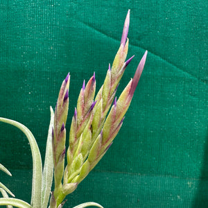 Tillandsia - caput-medusae ex. BH
