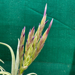 Tillandsia - caput-medusae ex. BH NEW