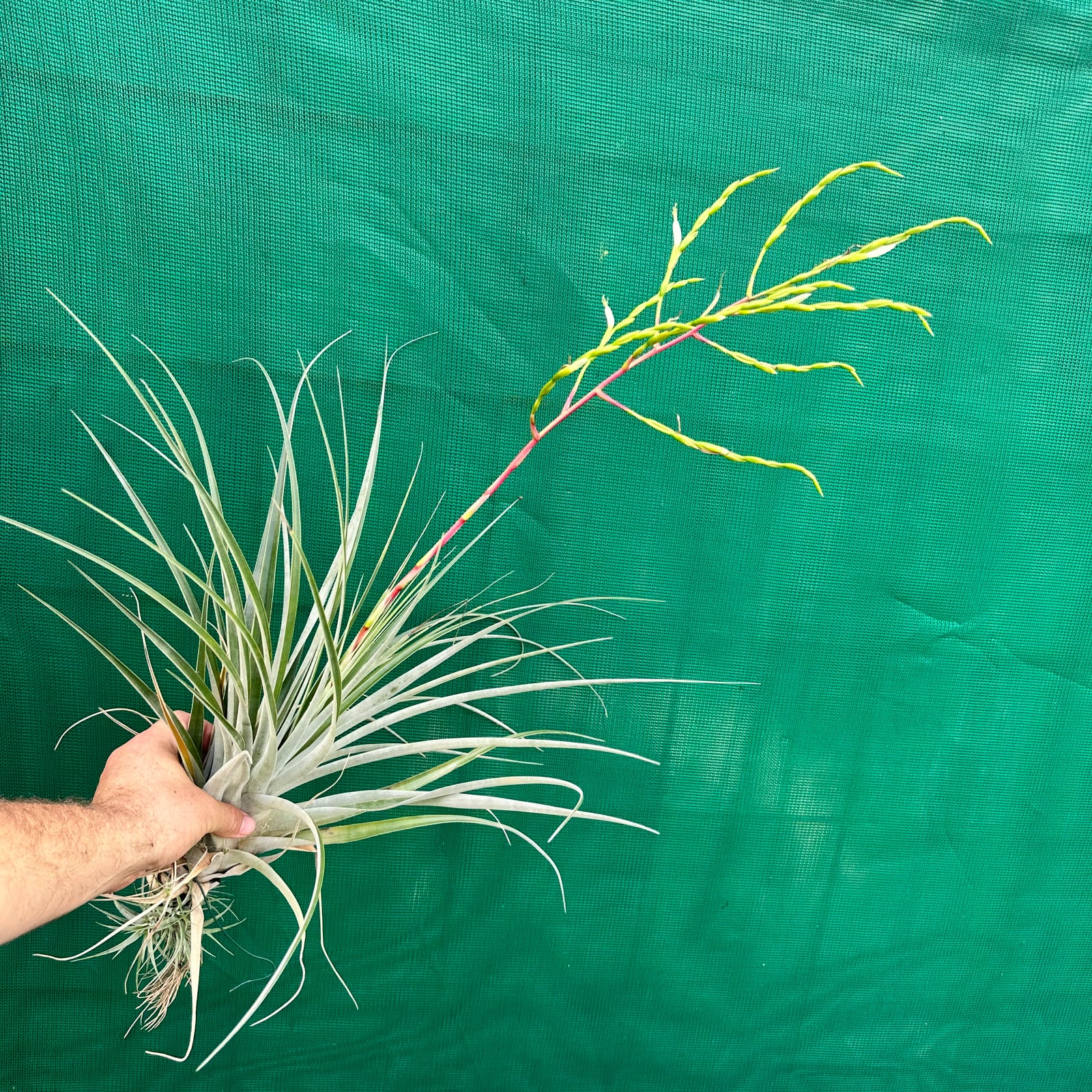 Tillandsia - Chalky White ex. CL