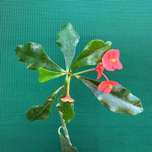 Poysean - Euphorbia geroldii NEW