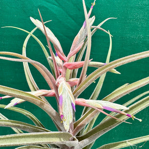 Tillandsia - Seleptron ex. PT