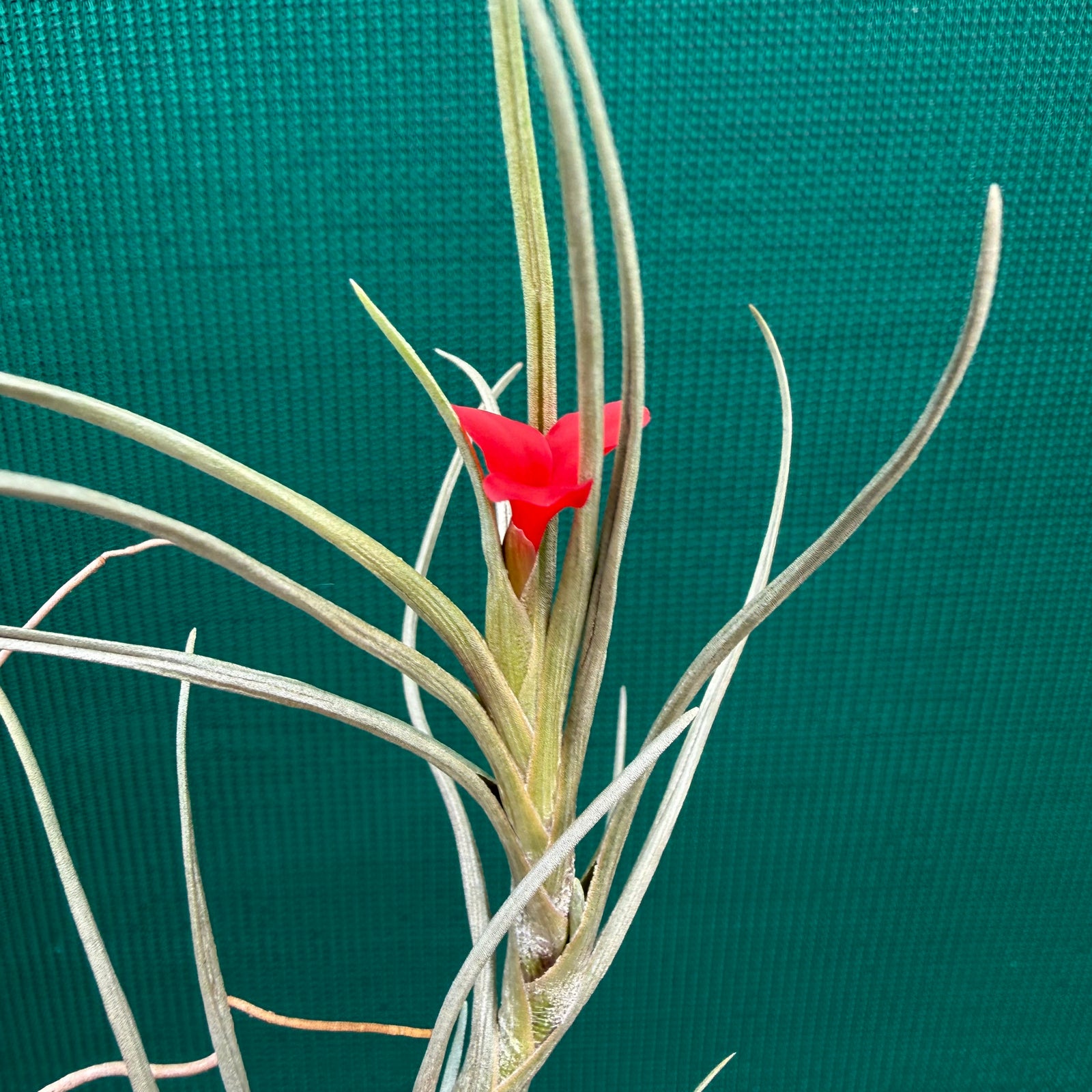 Tillandsia - albertiana ex. CC