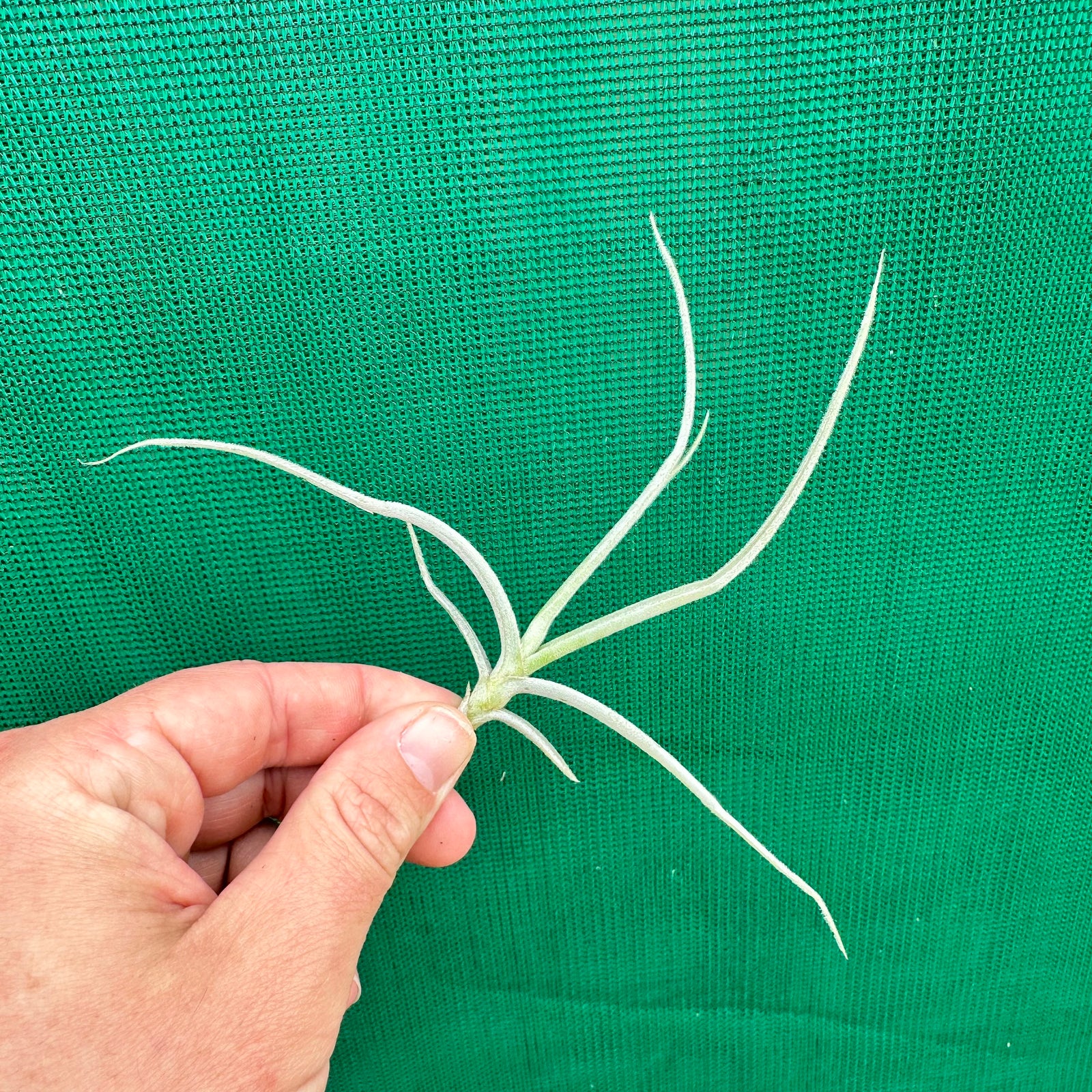 Tillandsia - streptocarpa x crocata (Fragrant)