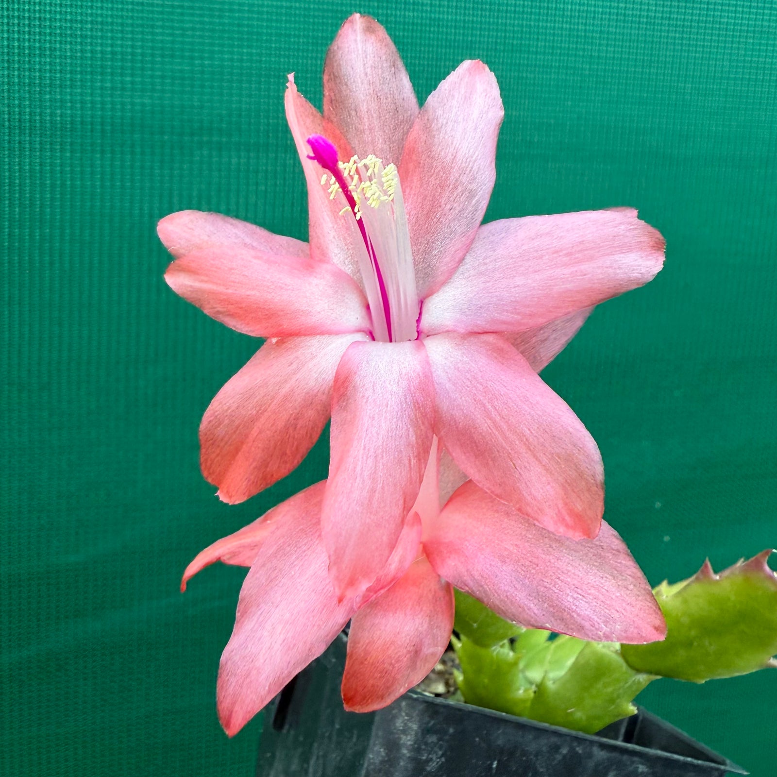 Zygocactus Blazing Fantasy