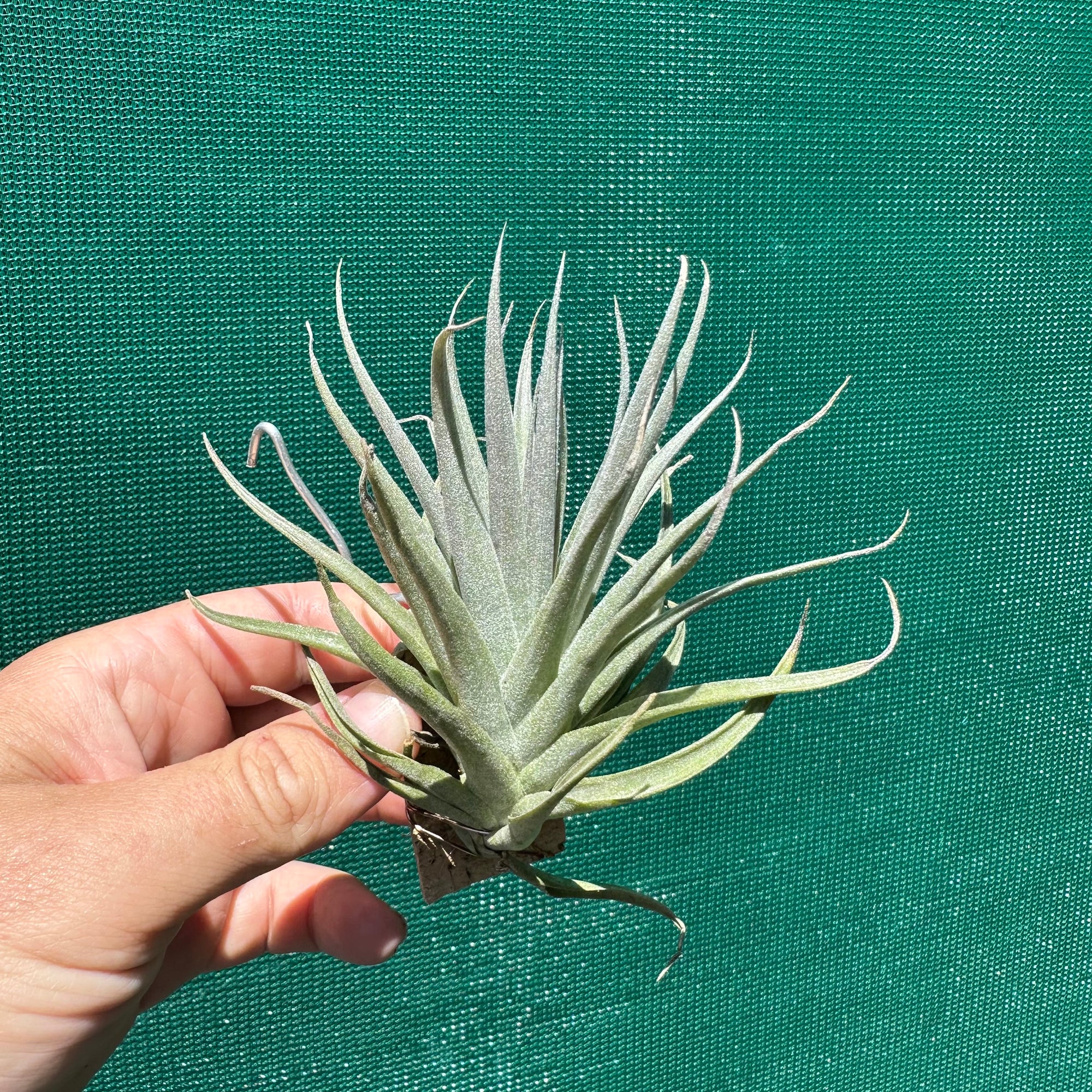 Tillandsia - Tamaree NEW