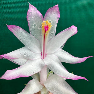 Zygocactus Madame Butterfly