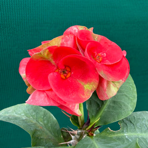 Poysean - Euphorbia Siam Hybrid ‘Yod-SetThee’ NEW