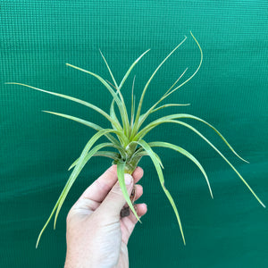Tillandsia - rothii