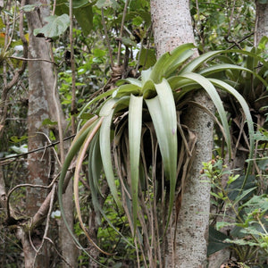 Tillandsia - utriculata