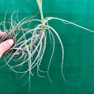 Tillandsia - schiedeana ‘Giant Form’ ex. BG