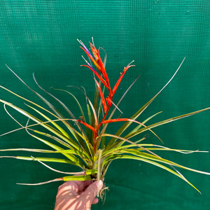 Tillandsia - chlorophylla