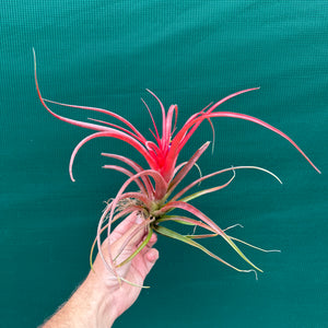 Tillandsia - Kandanga ex. HN