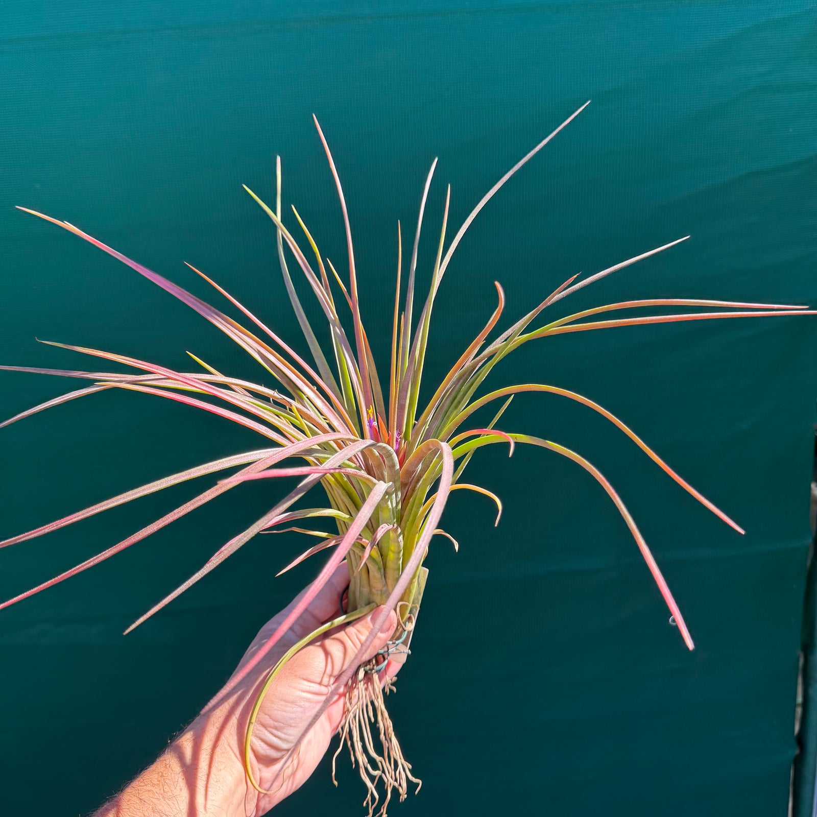 Tillandsia - ionantha x makoyana (Nat. Hybrid) ex. PT NEW