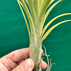 Tillandsia - Mudlo ex. HN NEW