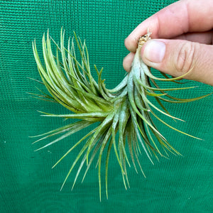 Tillandsia - funckiana x ionantha ex. BG