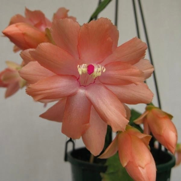 Zygocactus Sanibel
