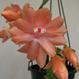Zygocactus Sanibel