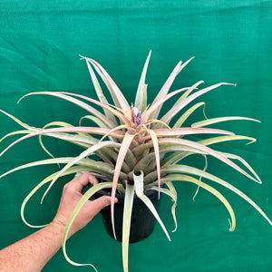 Tillandsia - capitata ‘Peach’ (Real Deal) ex. BRT NEW