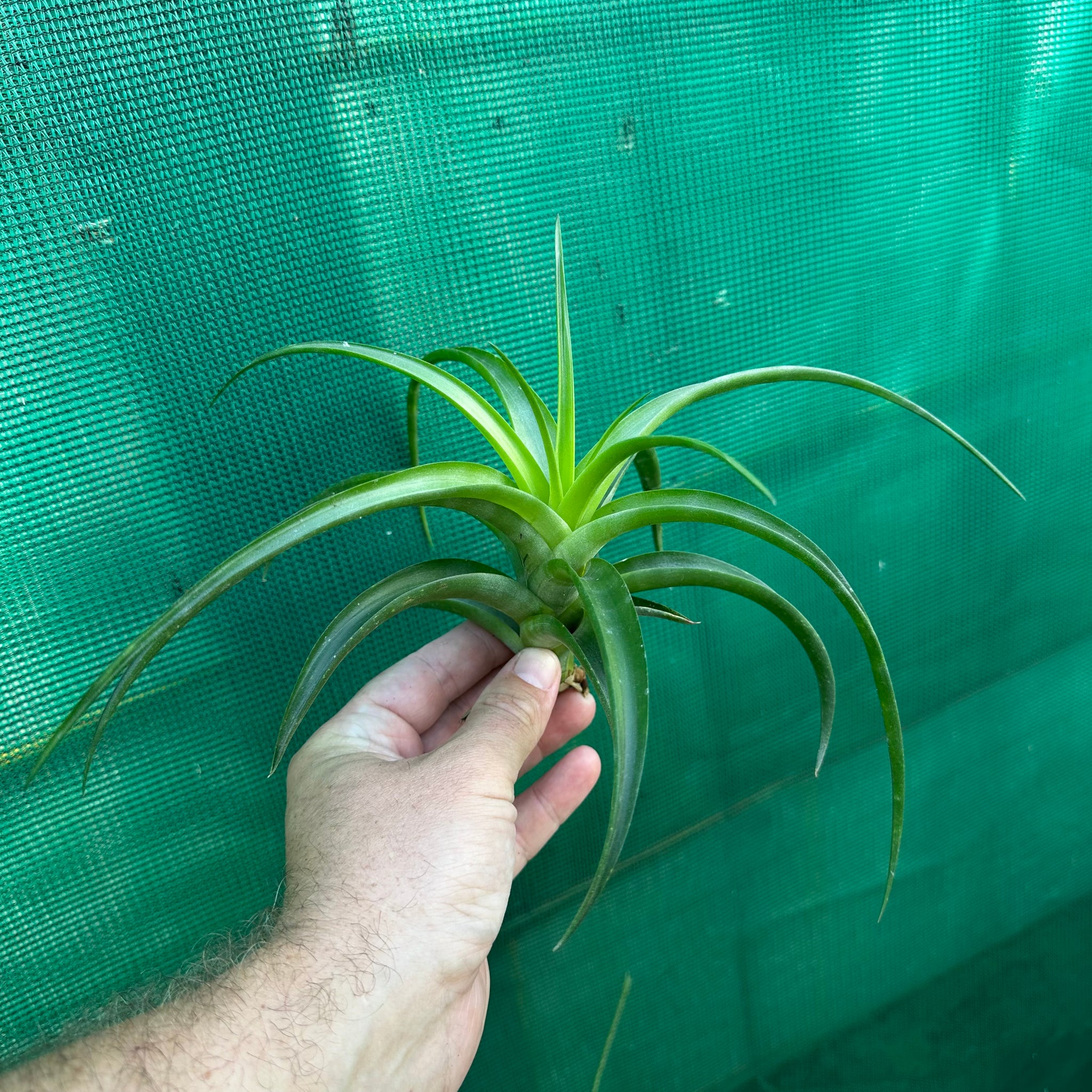 vivipara air plant Tillandsia - flexuosa Vivipara 'Greenie' ex. PT