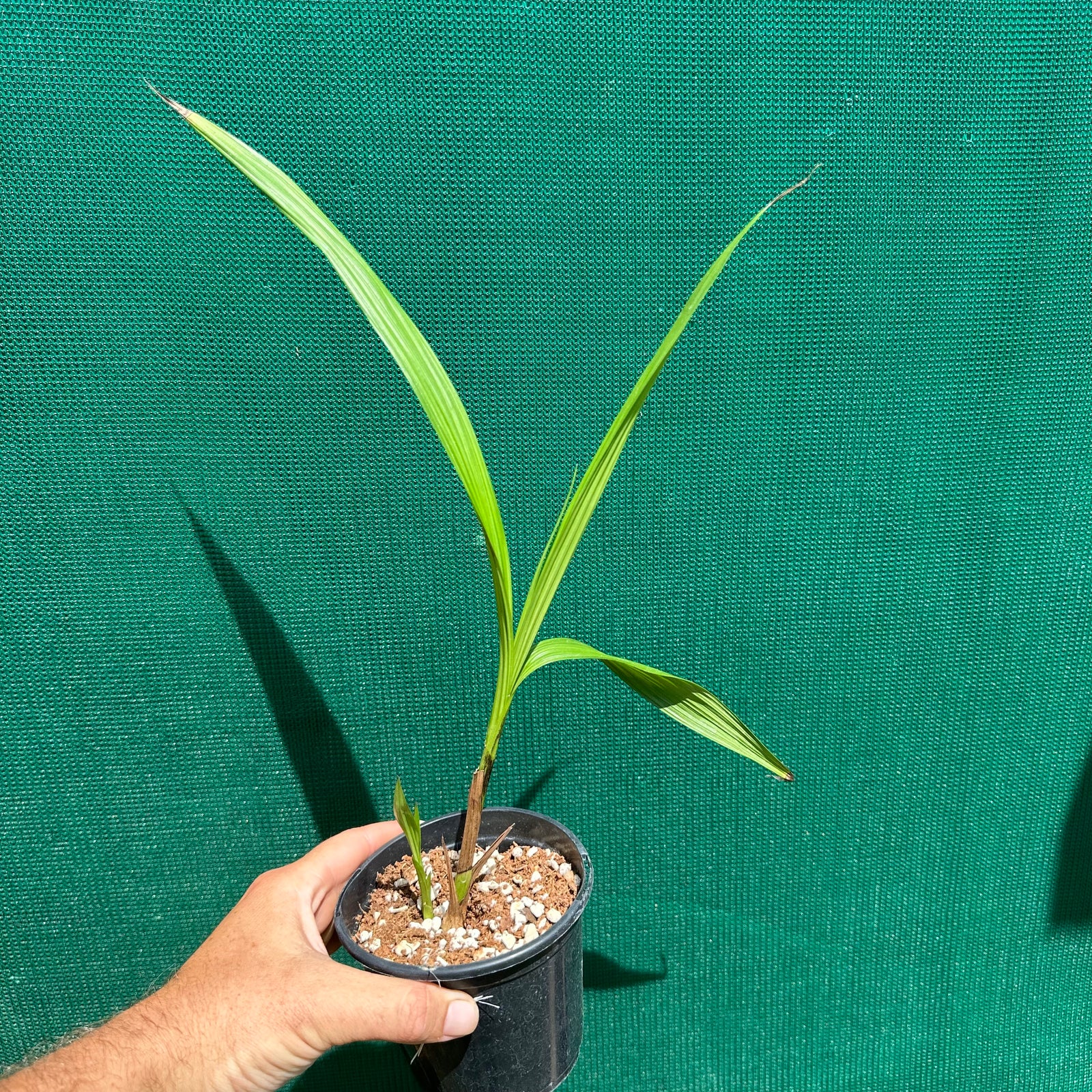 Spathoglottis plicata