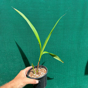 Orchid - Spathoglottis Hybrid ‘Purple-White’ NEW