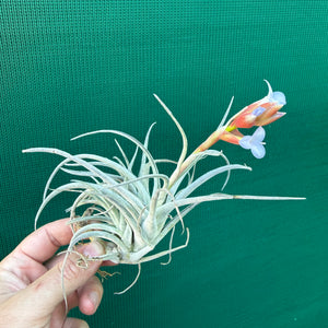 Tillandsia subsecundifolia x jonesii ex. BG NEW